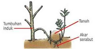  tumbuhan juga mengalami proses perkembangbiakan Perkembangbiakan Vegetatif dan Generatif pada Tumbuhan