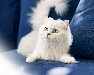 Cute Cats Wallpapers