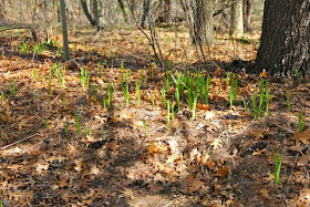day lilies emerging