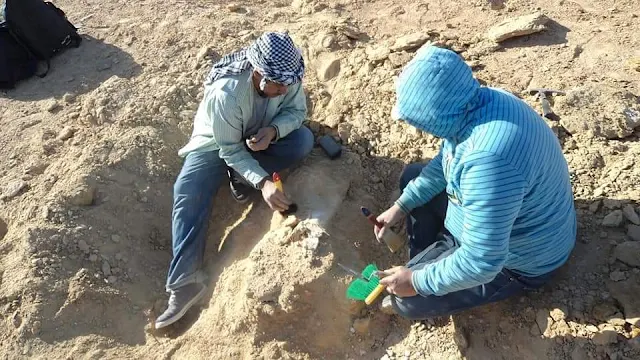 فريق جامعة الوادي الجديد يكتشف حفرية بحرية عملاقة بصحراء الفرافرة