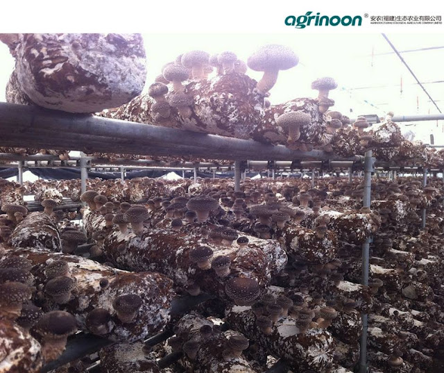 Shiitake Mushroom Logs