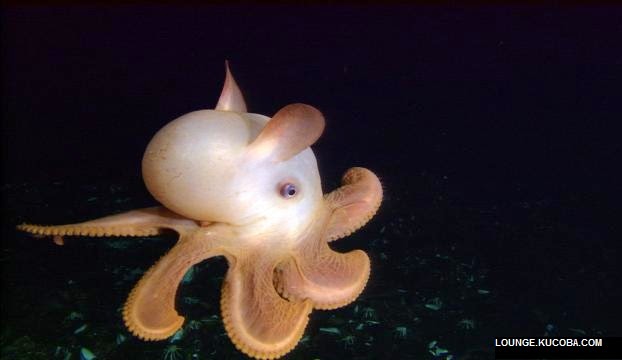 hewan hewan aneh, DUmbo Octopus