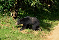 Lippenbär - sloth bear 