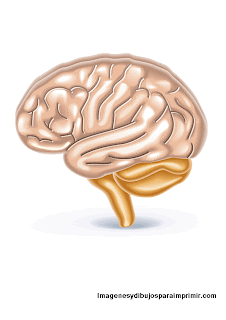 Dibujo de cerebro para imprimir