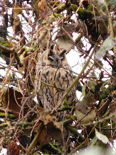 Long-Eared Owl, Marton Mere