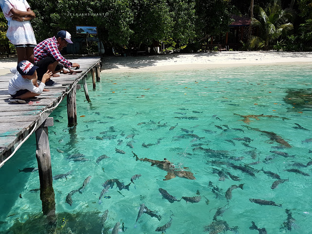 Ranger Station Raja Ampat JelajahSuwanto