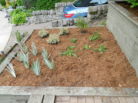 The Beach Toronto Front Garden Tier Five After by Paul Jung Gardening Services--a Toronto Gardening Company