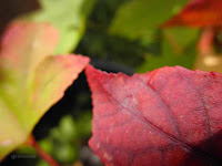 liquidambar en otoño