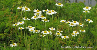 Daisies