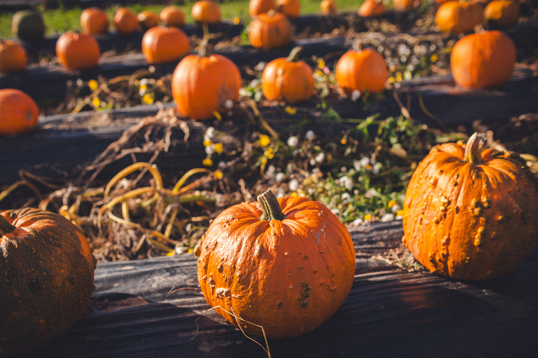 pumpkin picking cairnie fruit farm fife