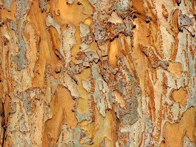 elm tree identification. elm tree identification bark.