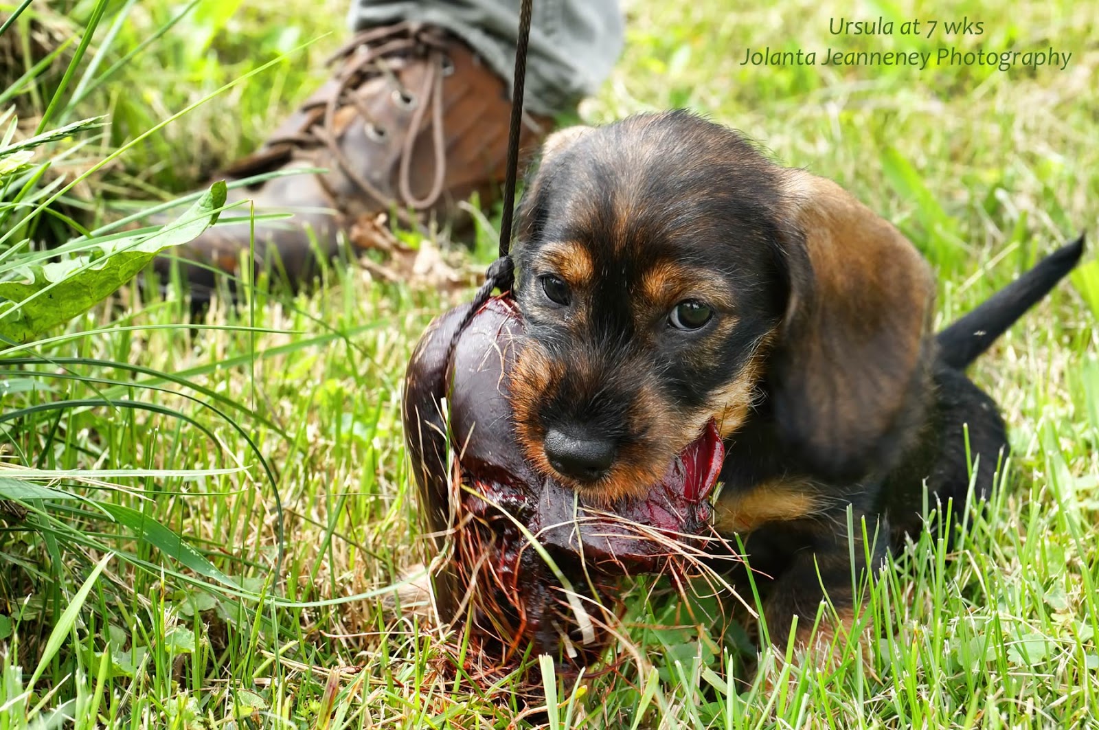 BORN-TO-TRACK BLOG: Videos of young dachshund puppies ...
