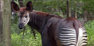 Okapi www.belantaraindonesia.org