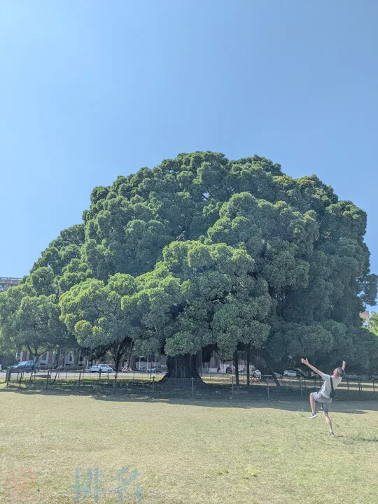 台南市區景點成大NO.1榕樹
