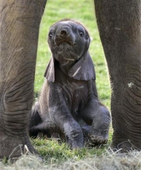 Baby Elephant