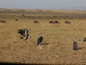 Buitres y Marabú en Masai Mara Buitres y Marabú en Masai Mara