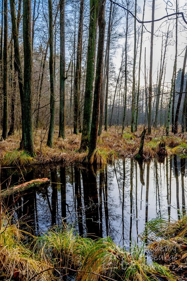 Pałuki. Kujawy. Atrakcja turystyczna. Dolina Gąsawki. Przyroda. Ścieżka.