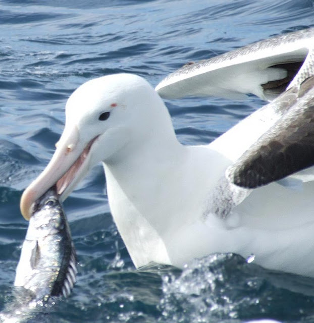 Albatrosses Amazing Facts