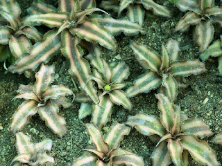 Cryptanthus bivittatus