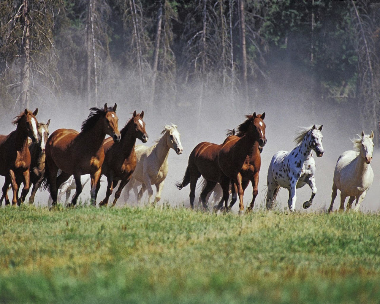 Fotos de animales