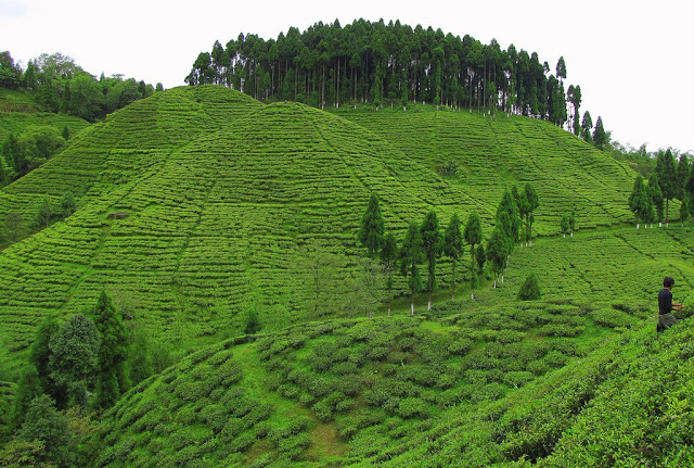 6-Tea-Garden-In-Darjeeling