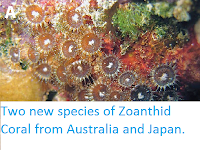 http://sciencythoughts.blogspot.co.uk/2014/04/two-new-species-of-zoanthid-coral-from.html