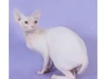 Rubbed-on-sphynx-cat-coconut-oil1