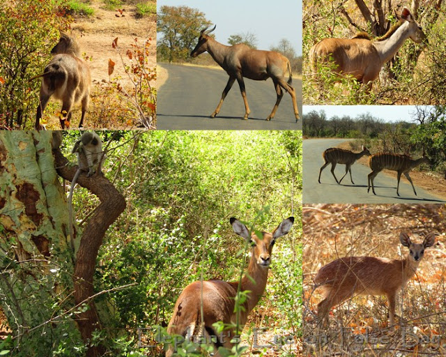 Antelope at Kruger