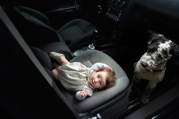 fotografias fofas meigo cachorros cães em carros