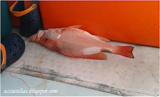 Ikan Merah Pulau Pinang, Pancing Ikan Merah