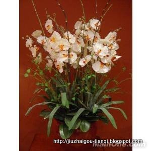 兰花 花:hua-09020112240266