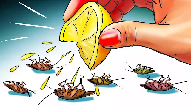 Get Rid Of Cockroaches Permanently