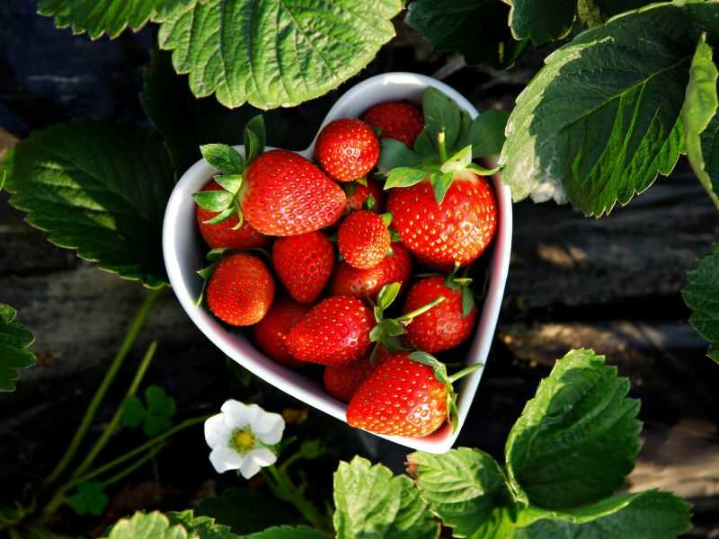 Planting strawberry in pots or containers