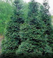 Arbor Vitae Tree Identification1