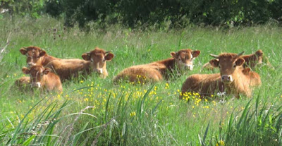 cattle in meadow