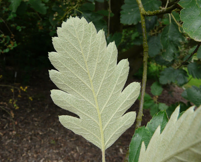 Хедлундия арранская / Рябина арранская (Hedlundia arranensis, =Sorbus arranensis)