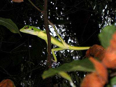 Green-crested Lizard (Bronchocela cristatella)