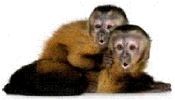 picture of monkeys