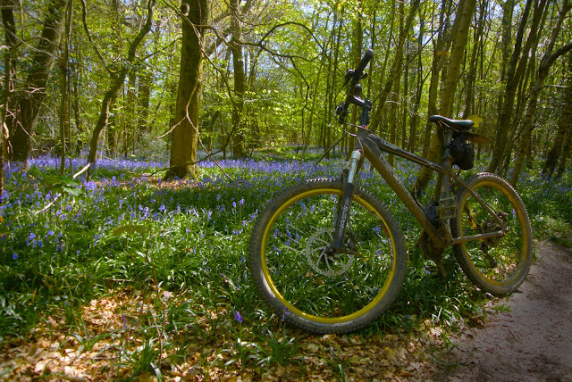 Bluebells