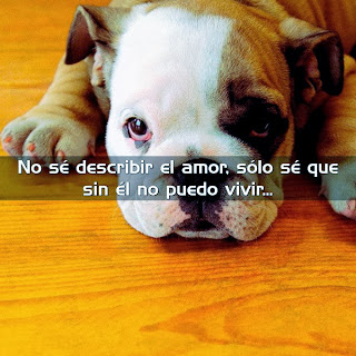 No se describir el amor