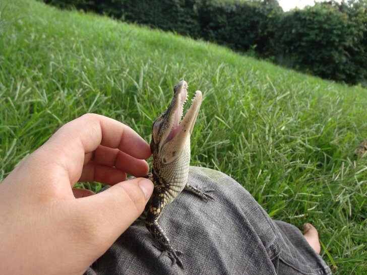 Stunning Pictures Depict A Lizard That Fell Asleep Inside A Rose