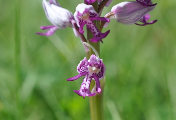 Orchis guerrier