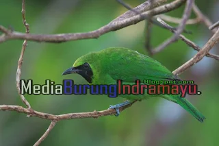 5 Jenis Burung Cucak Ijo paling Gacor dan Populer di Indonesia