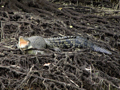 Estuarine Crocodile (Crocodylus porosus)