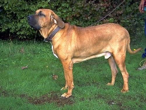 Raças de cães - Fila Brasileiro