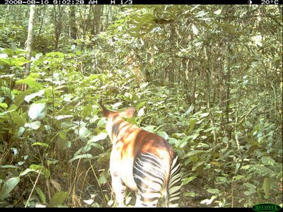 Okapi gone wild