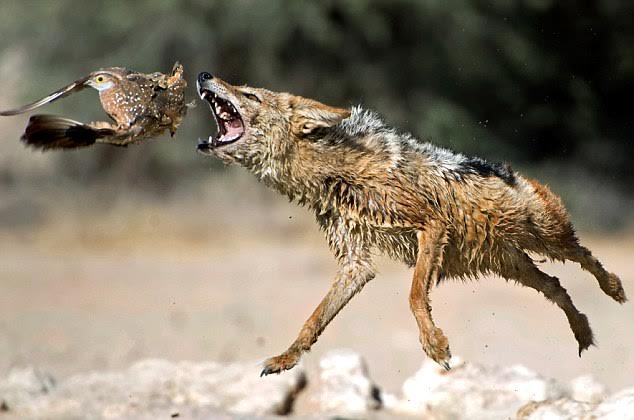 Pictures from African waterhole shows how a predator repeatedly misses killing its prey