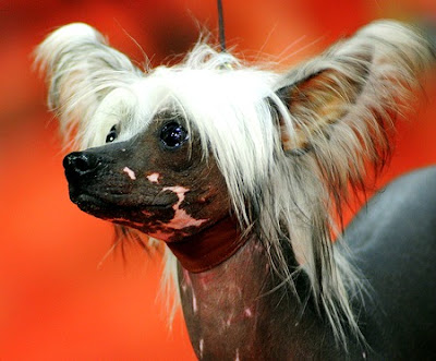 Strangest Dog Breeds Ever Seen On lolpicturegallery.blogspot.com