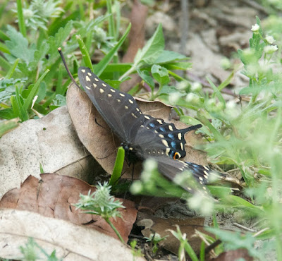  Black swallowtail (Papilio polyxenes)