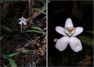 On the left, a Ghost Orchid in its habitat and on the right is a close-up of the same flower. Photos by John Hermans.